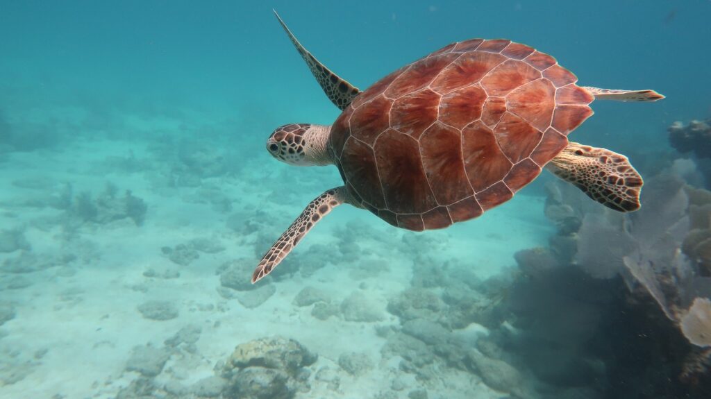 things to do in Key West with kids - spot turtles 