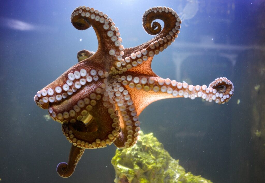 Small octopus swimming inside aquarium