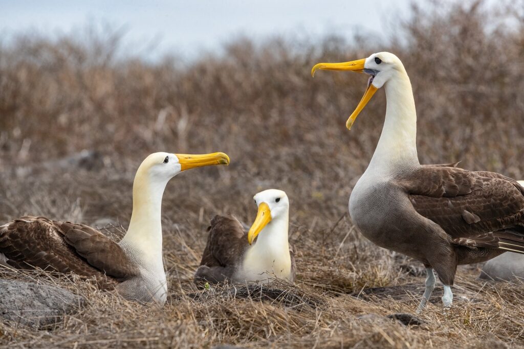 Waved Albatross on their nests