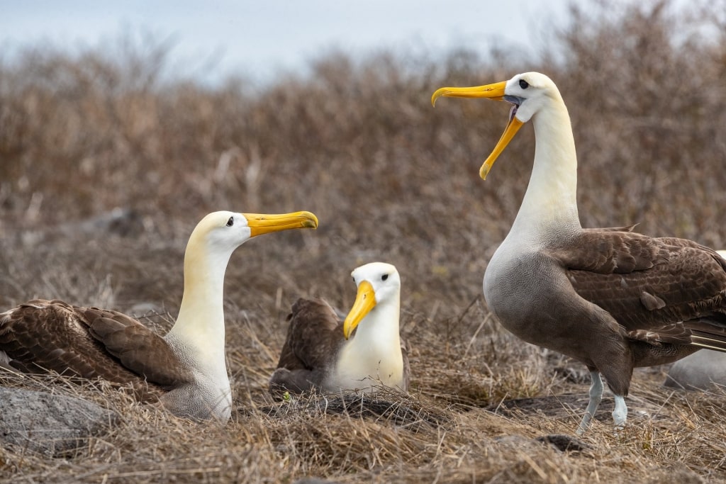 Waved Albatross on their nests