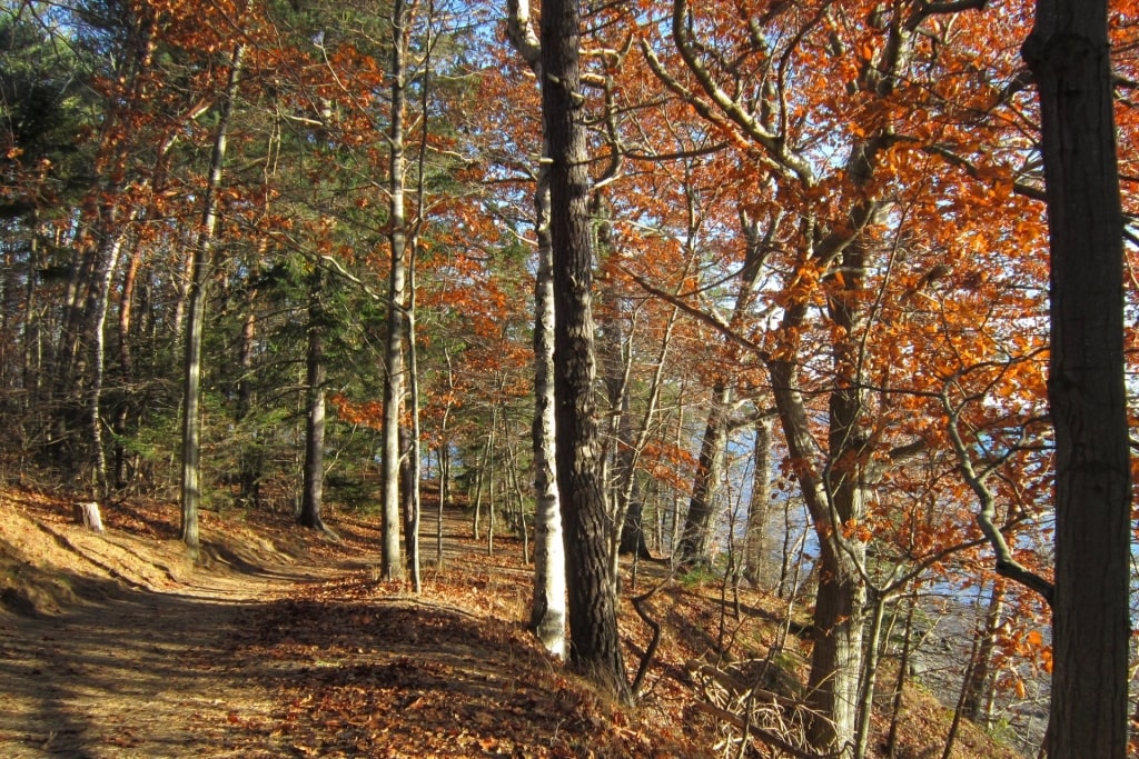 Trail in Mackworth Island in fall