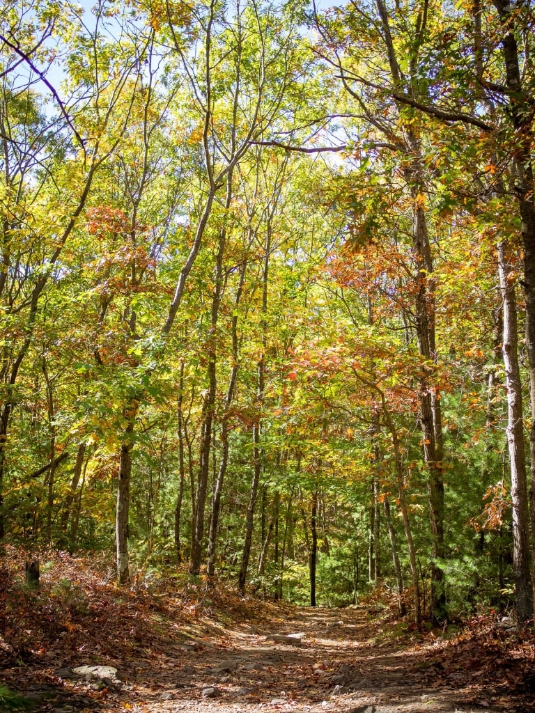 Tall trees in Middlesex Fells Reservation