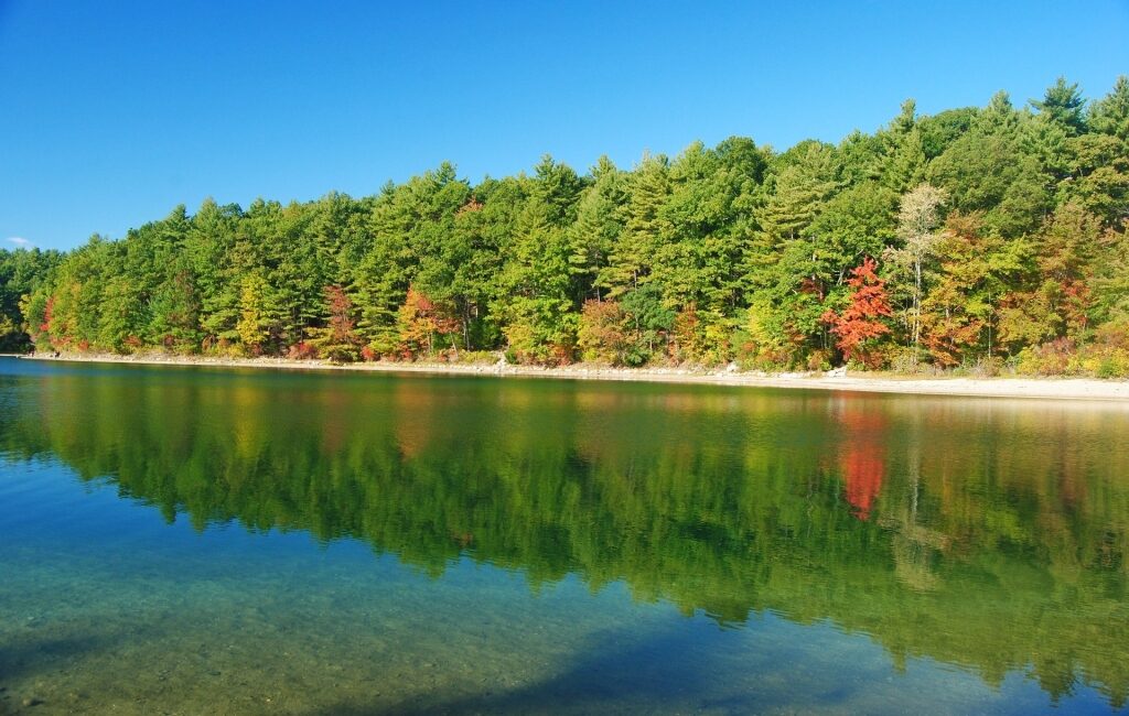 Trees covering the shoreline of Walden Pond