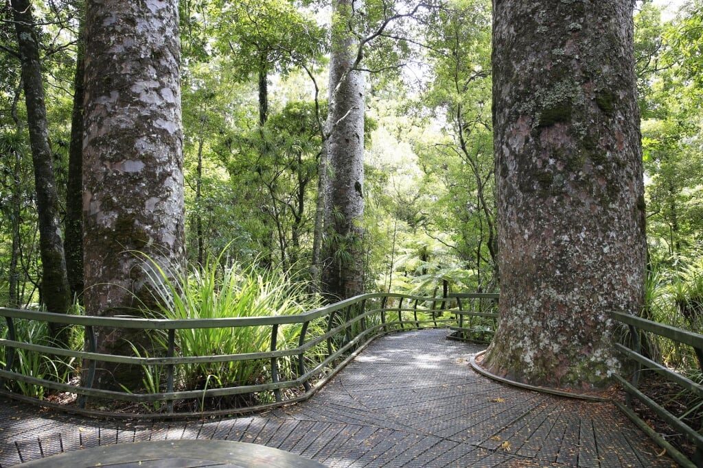 Trail in Puketi Forest surrounded by giant trees 
