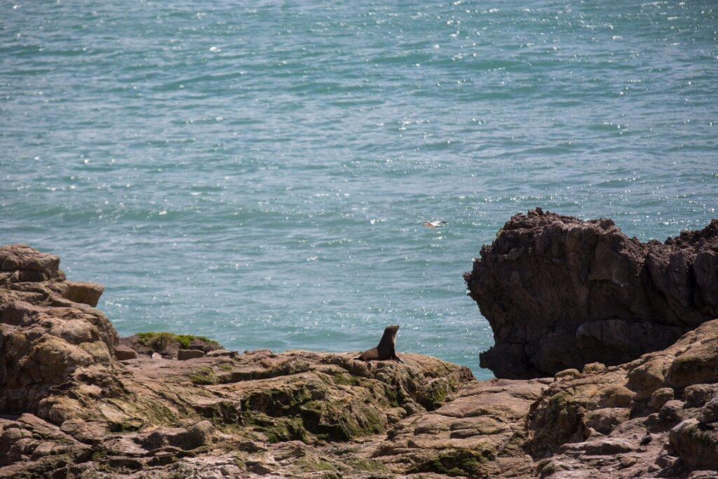 Seal and albatross spotted in Taiaroa Head Natural Reserve