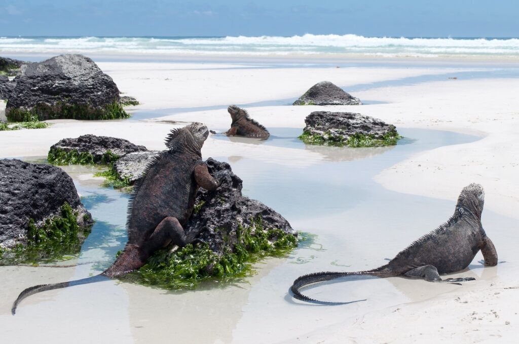 Galapagos marine iguanas lounging on the beach