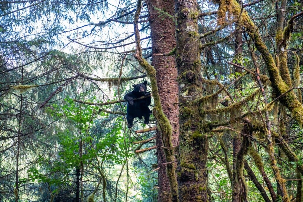 Bear hanging from a tree in Juneau