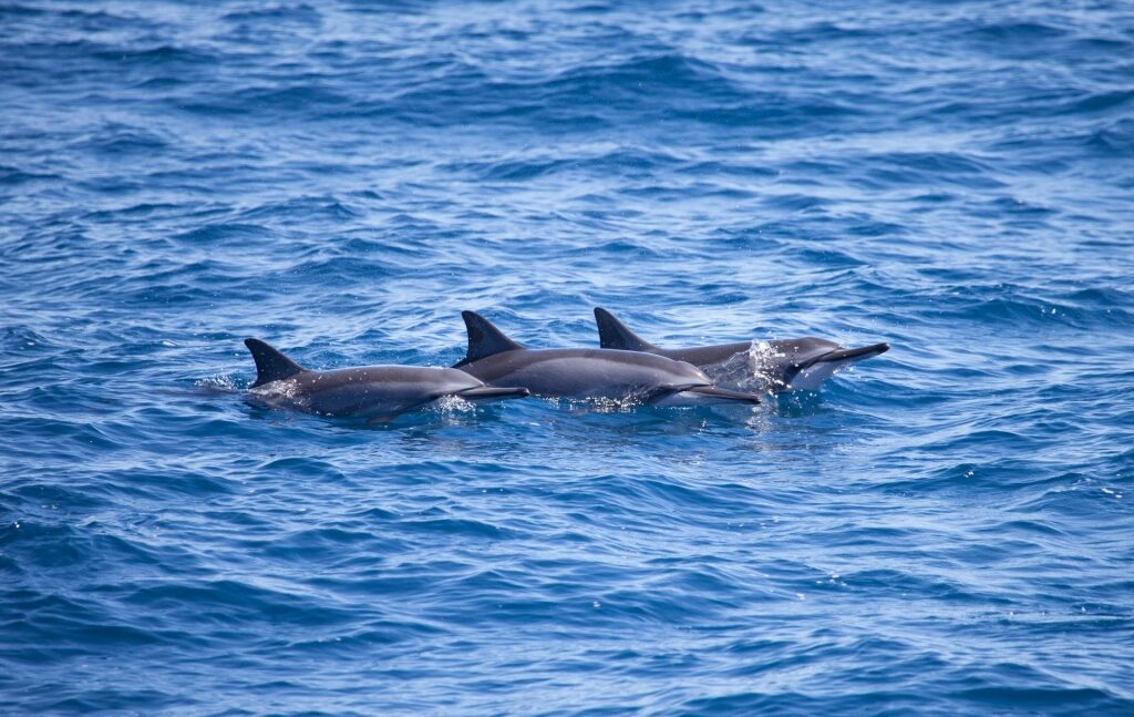 Spinner dolphins swimming in Hawaii