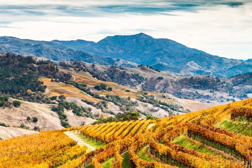 Beautiful landscape of Alexander Valley in Sonoma, a California wine region
