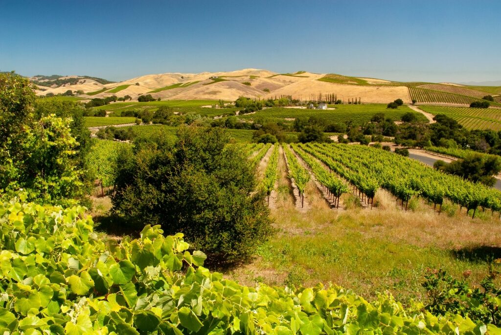 Lush vineyard in Carneros