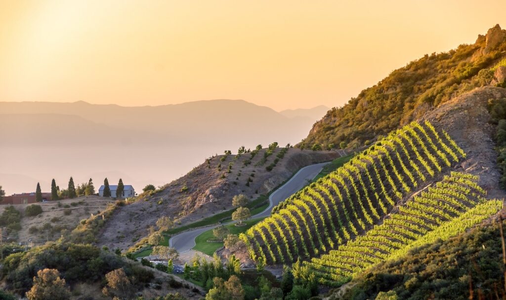 Vineyard along the hills in Los Angeles