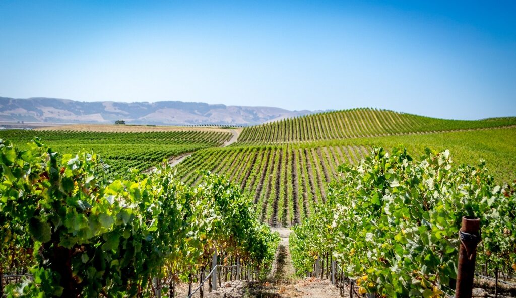 Beautiful vineyard in Napa Valley, famous California wine region