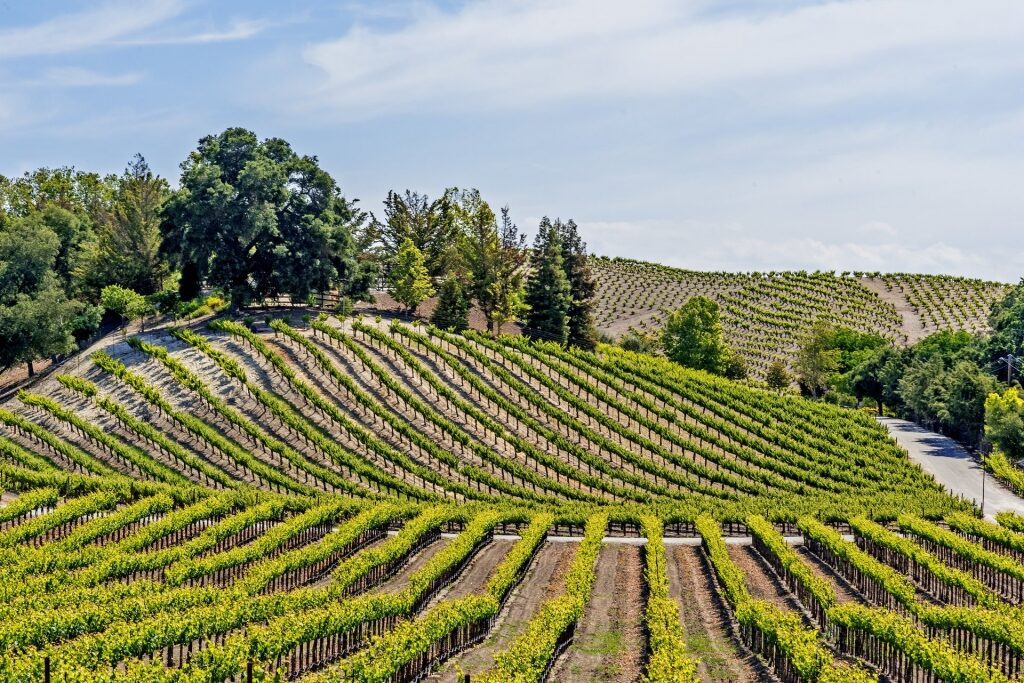 Scenic vineyard in Paso Robles, one of the best California wine regions