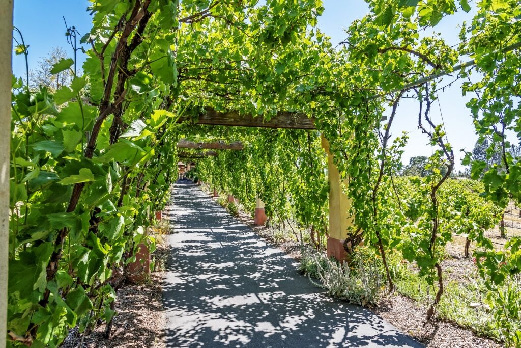 Walkway covered in vines at a vineyard in Paso Robles