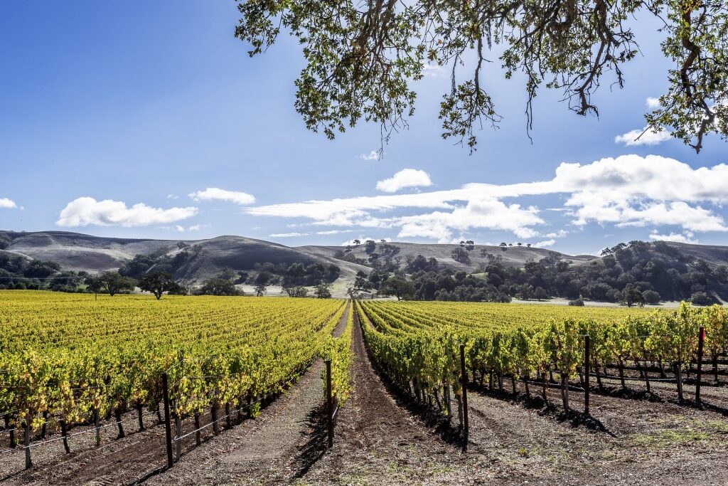 Vineyard in Santa Barbara, a top California wine region