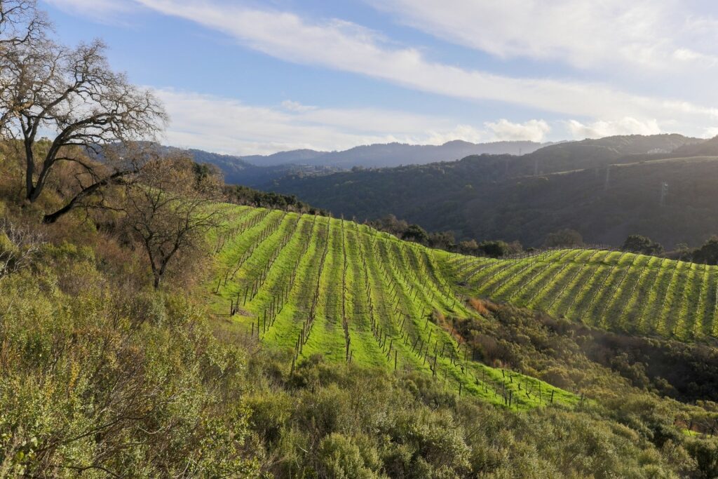 Vineyard in Santa Cruz Mountains, a top California wine region