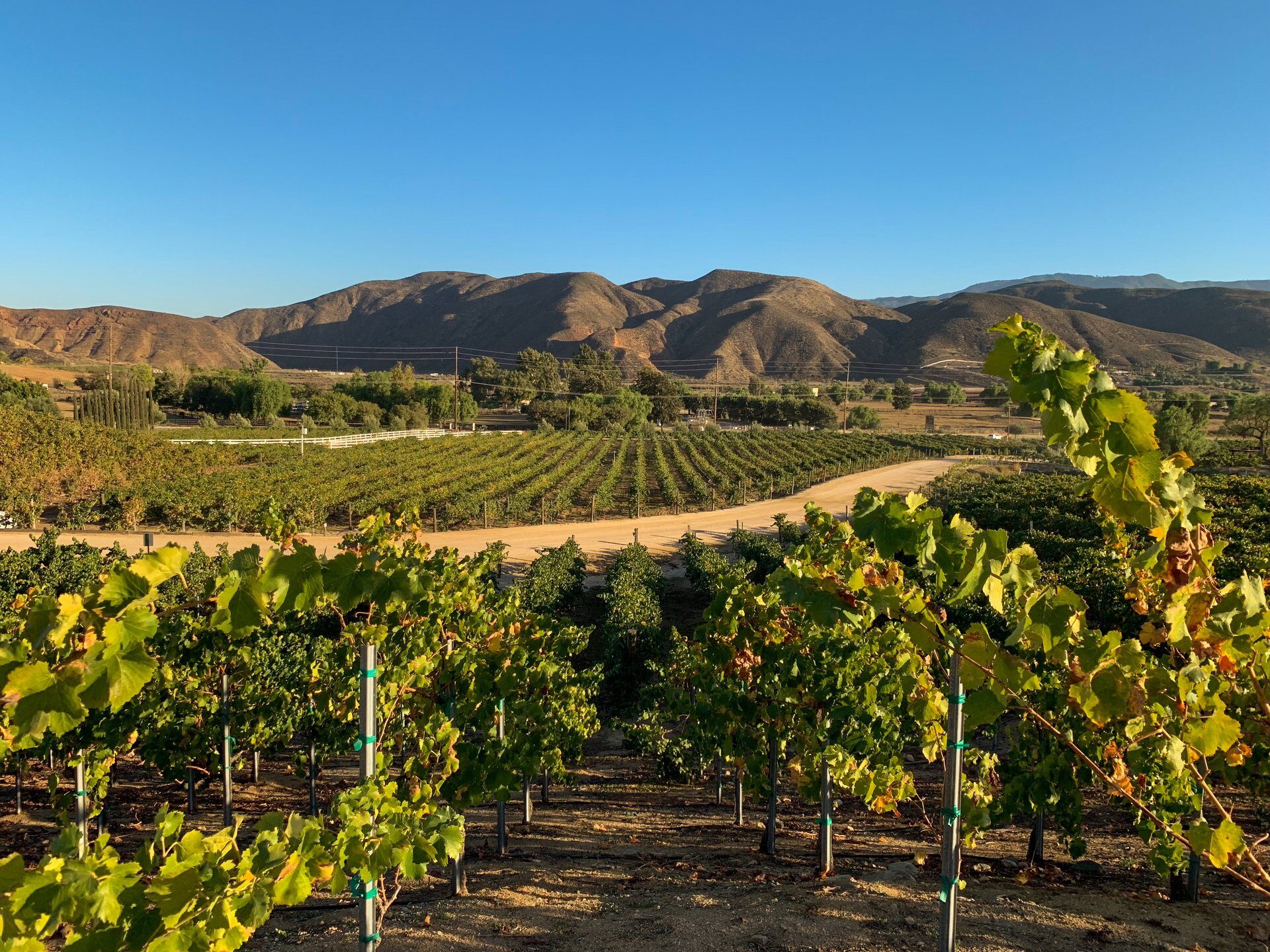 vineyard tours california