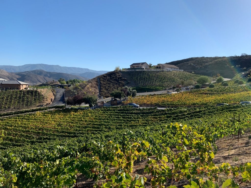 Lush vineyard in Temecula Valley