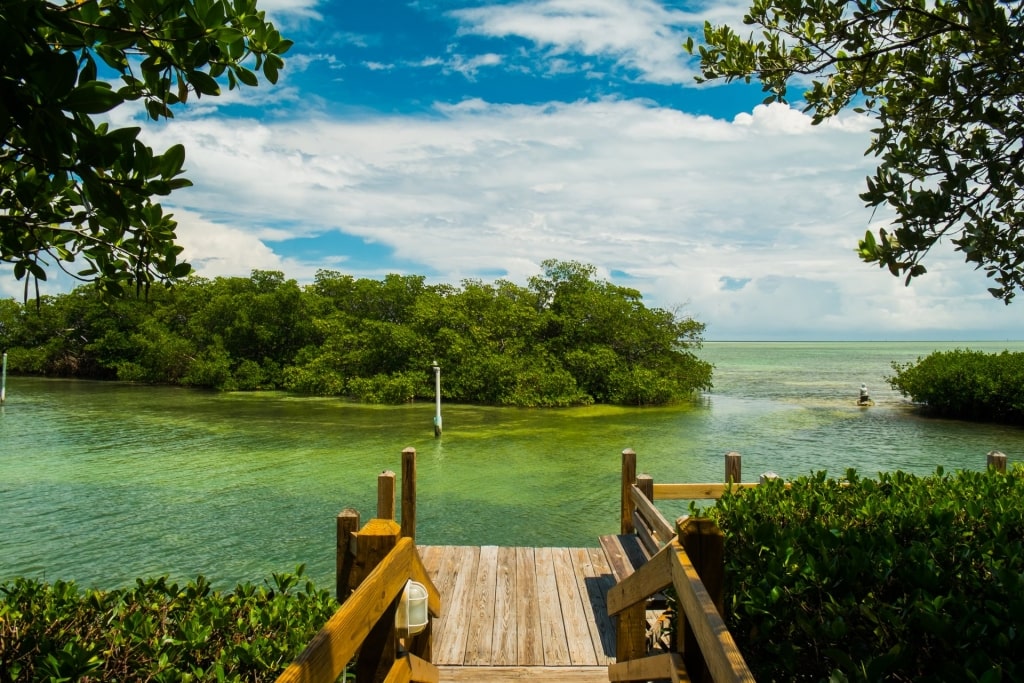 Boardwalk with mangrove view in Florida Keys