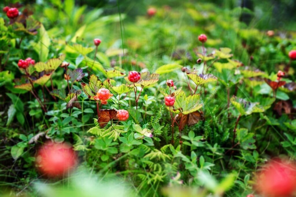 Wild cloudberries at a forest in Norway