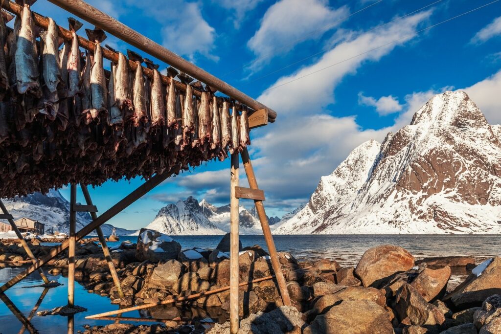 Wooden racks of stockfish air-drying in Lofoten Islands, Norway