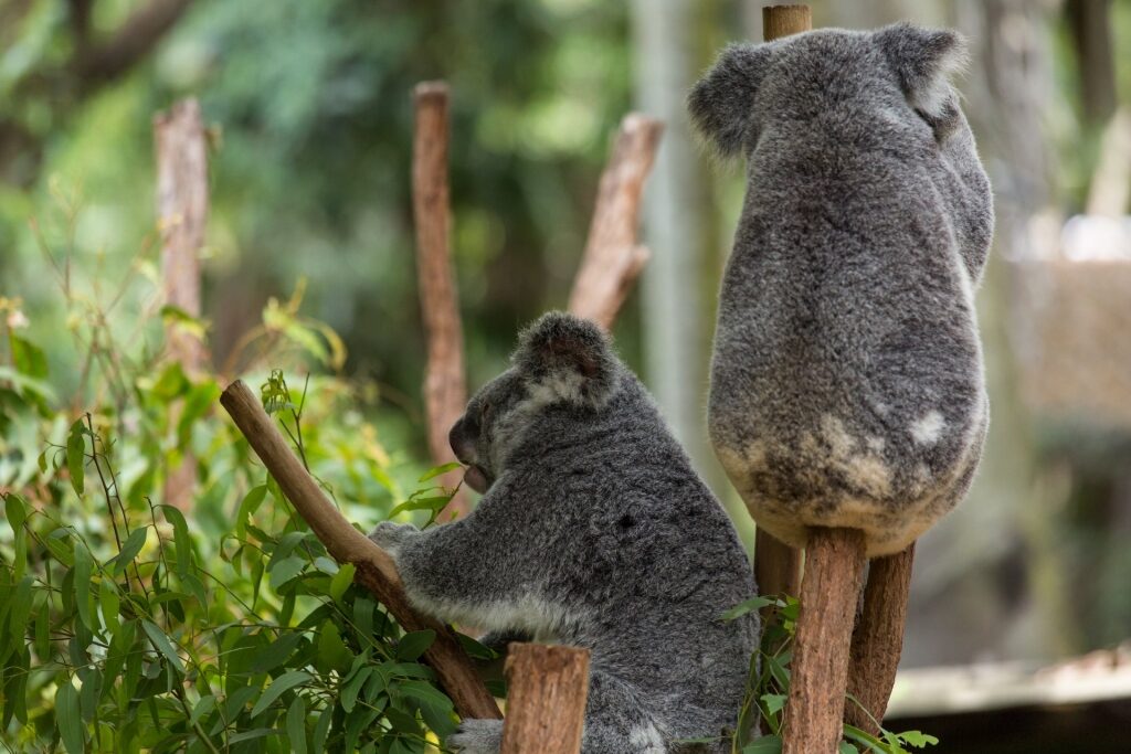 places to visit in Australia - Lone Pine Koala Sanctuary