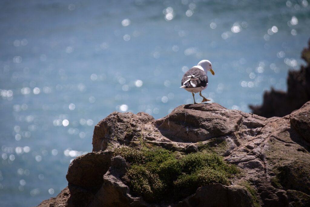 Young Royal Albatross standing on a rock