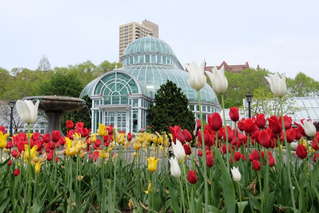 Tulips surrounding Brooklyn Botanic Garden