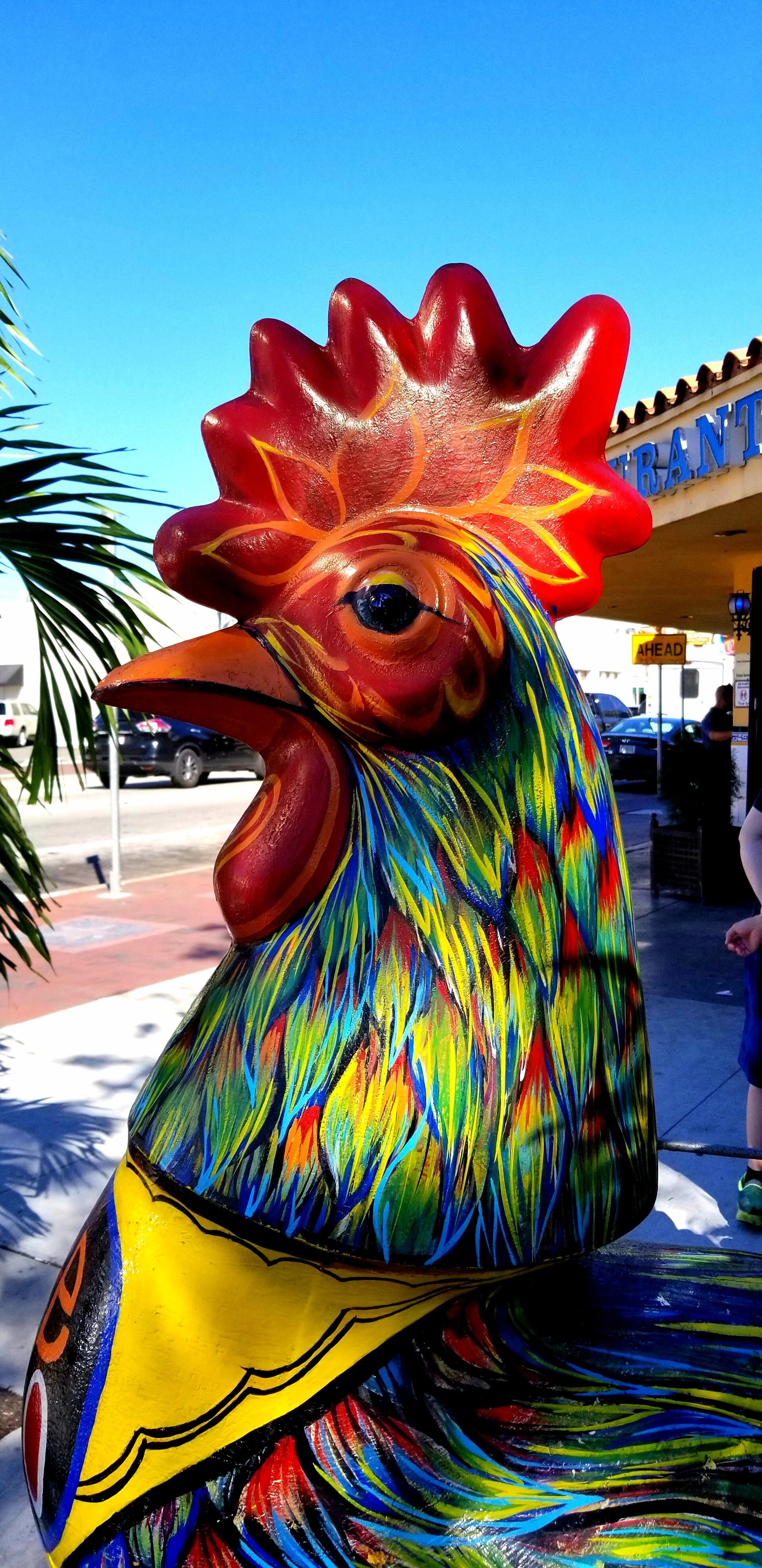 Famous hen in Little Havana