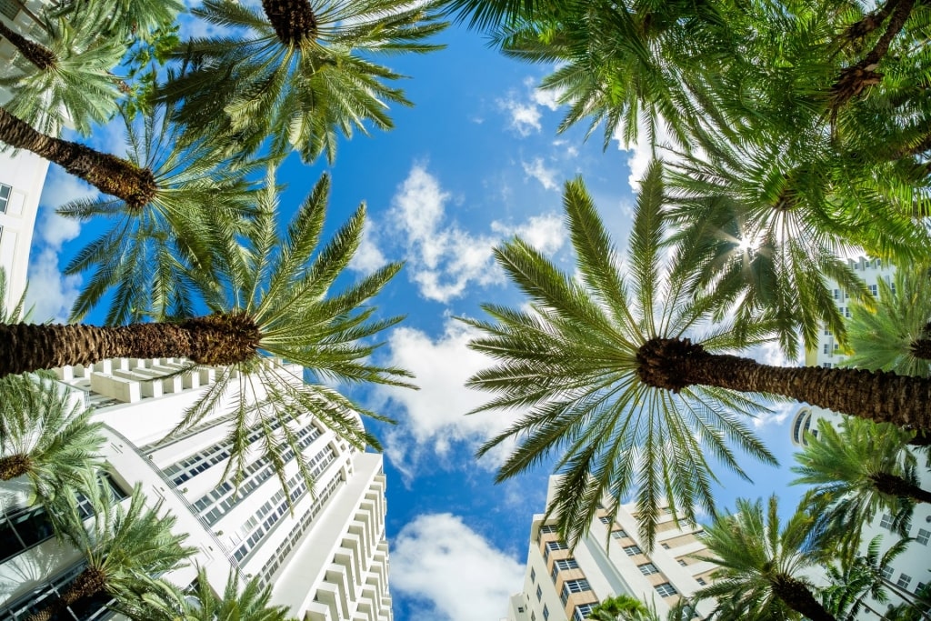 Beautiful view of Miami with palm trees and buildings