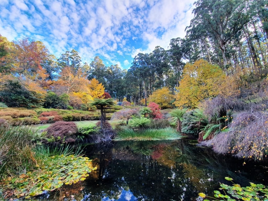 Colorful trees in Dandenong Ranges Botanic Garden