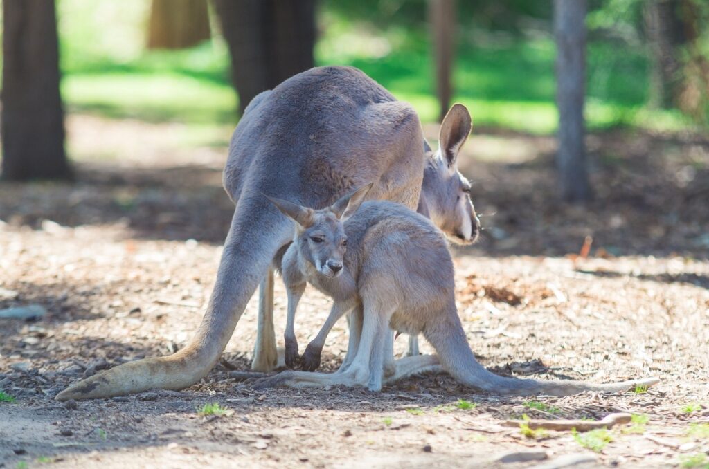 Kangaroos in Healesville Sanctuary
