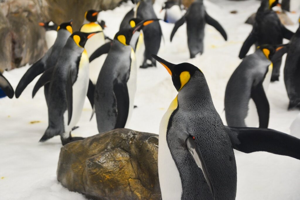 Penguins at SEA Life Melbourne Aquarium