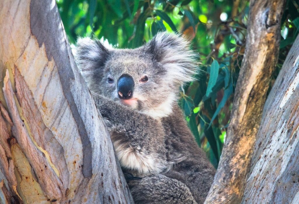 Koala on a tree in You Yangs Regional Park