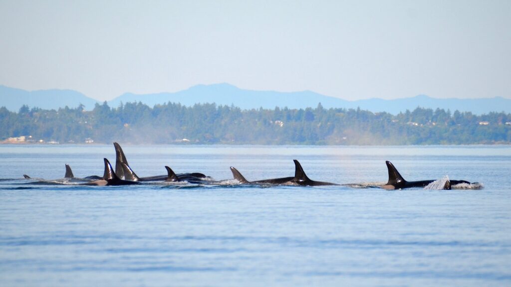 Whales swimming in Haro Strait