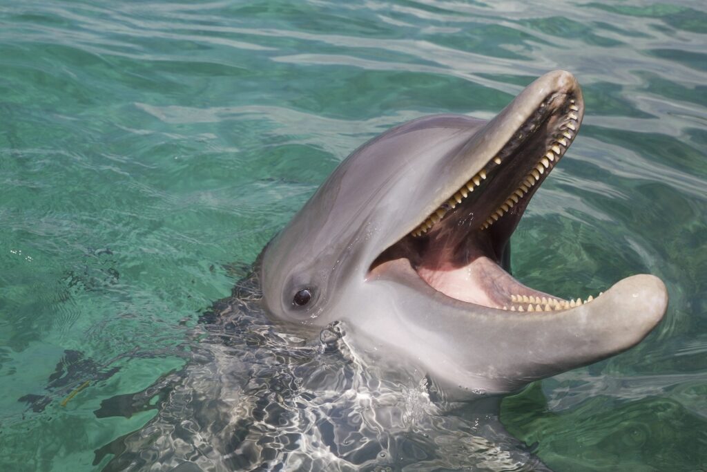 Dolphin swimming in Roatan