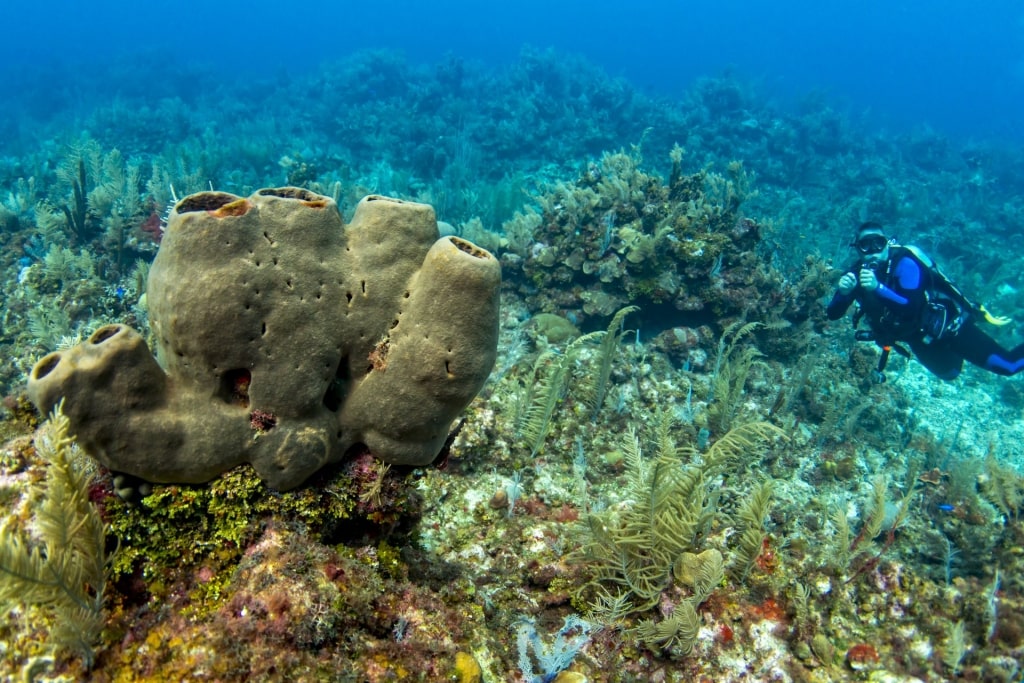 Man scuba diving in Mesoamerican Reef, Roatan