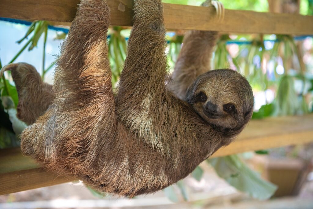 Sloth hanging from a wood