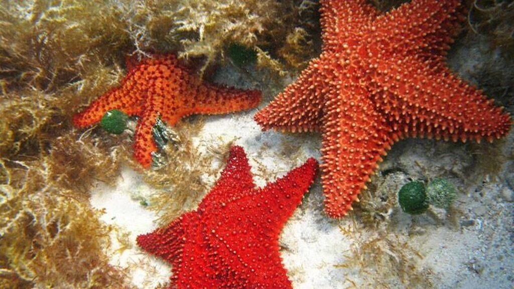 Red starfishes in Roatan