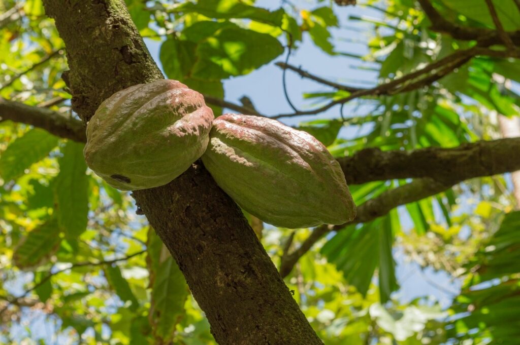 Organic cocoa pods hanging from a tree