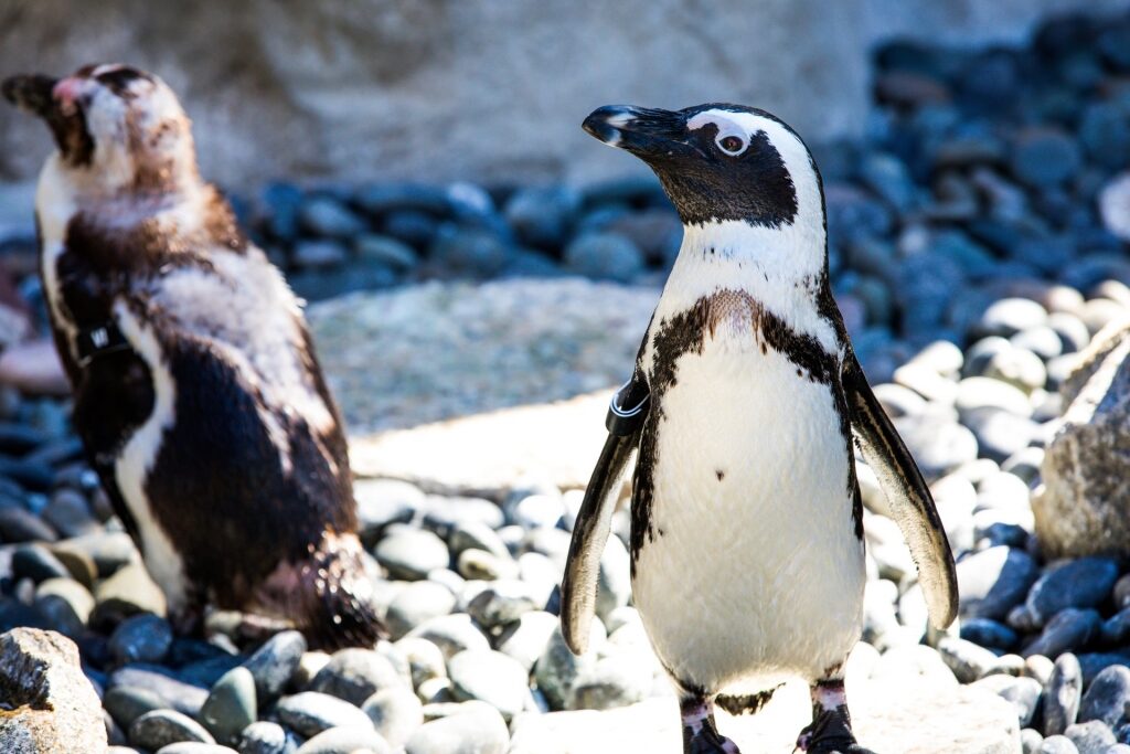 Penguins in San Diego Zoo