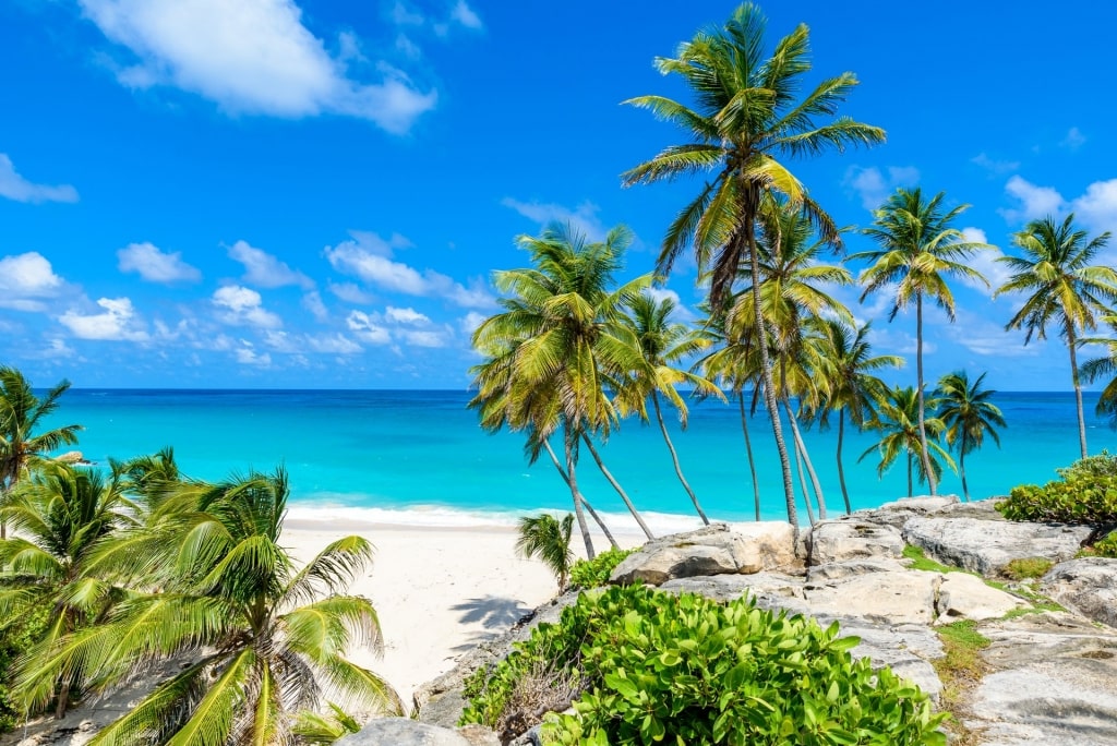 Palm trees surrounding the shoreline of Bottom Bay Beach