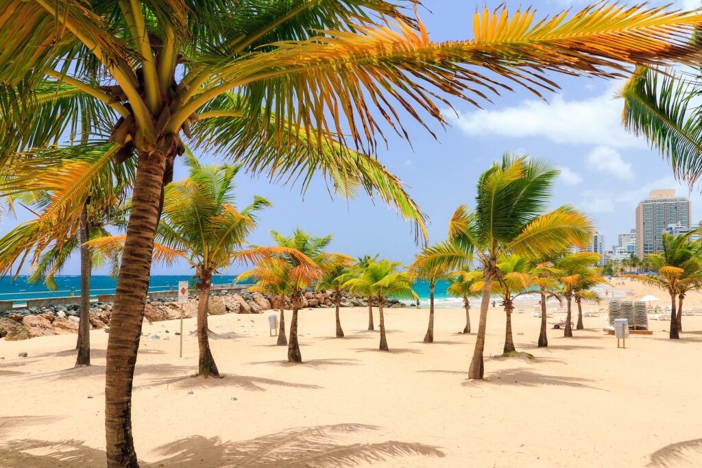 Palm trees along Playita del Condado, one of the best beaches in Puerto Rico