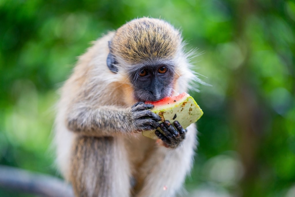 Green monkey spotted in Barbados