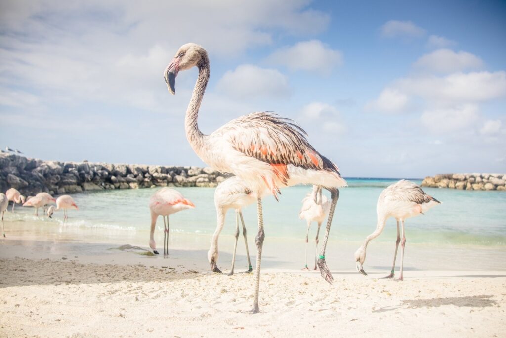 Flamingos in De Palm Island in Aruba, one of the best Caribbean islands for families 