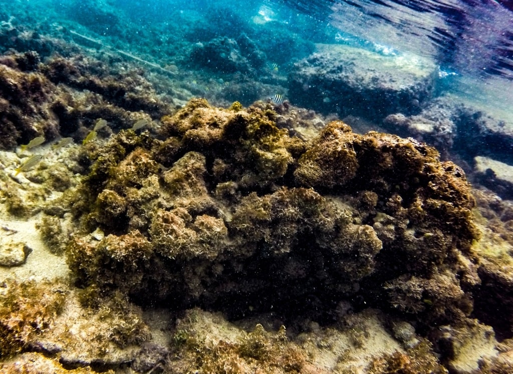 Beautiful corals and marine life in Escambrón Marine Park