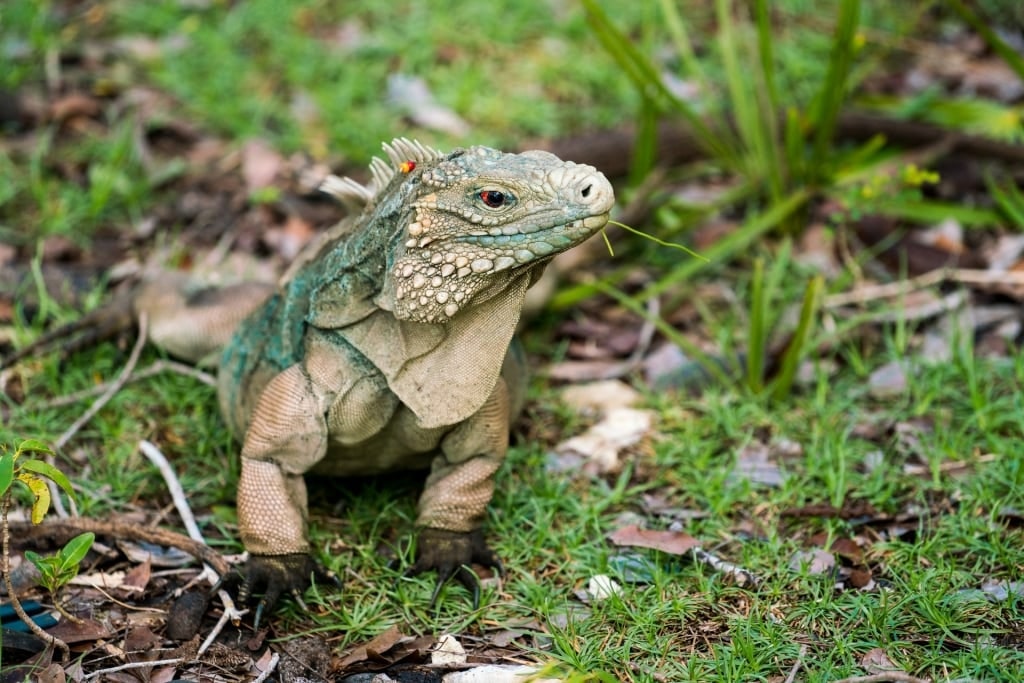 Blue iguana spotted in Queen Elizabeth II Botanic Park, Grand Cayman