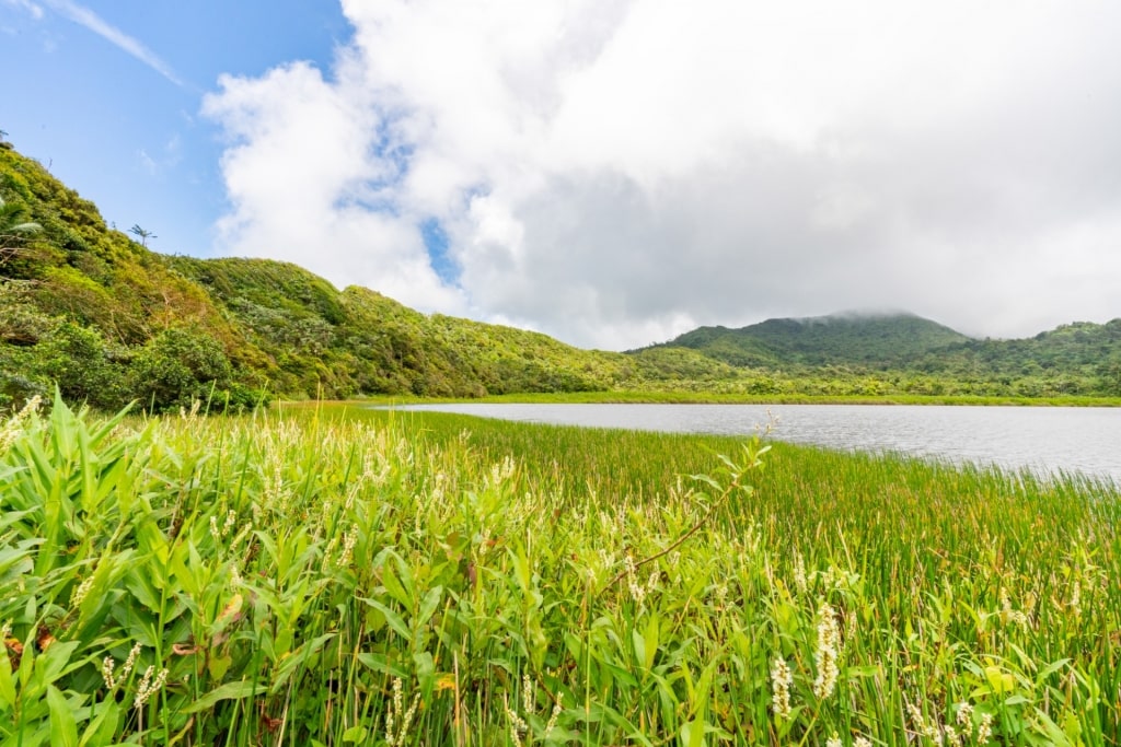 Lush landscape of Grand Etang National Park & Forest Preserve, Grenada