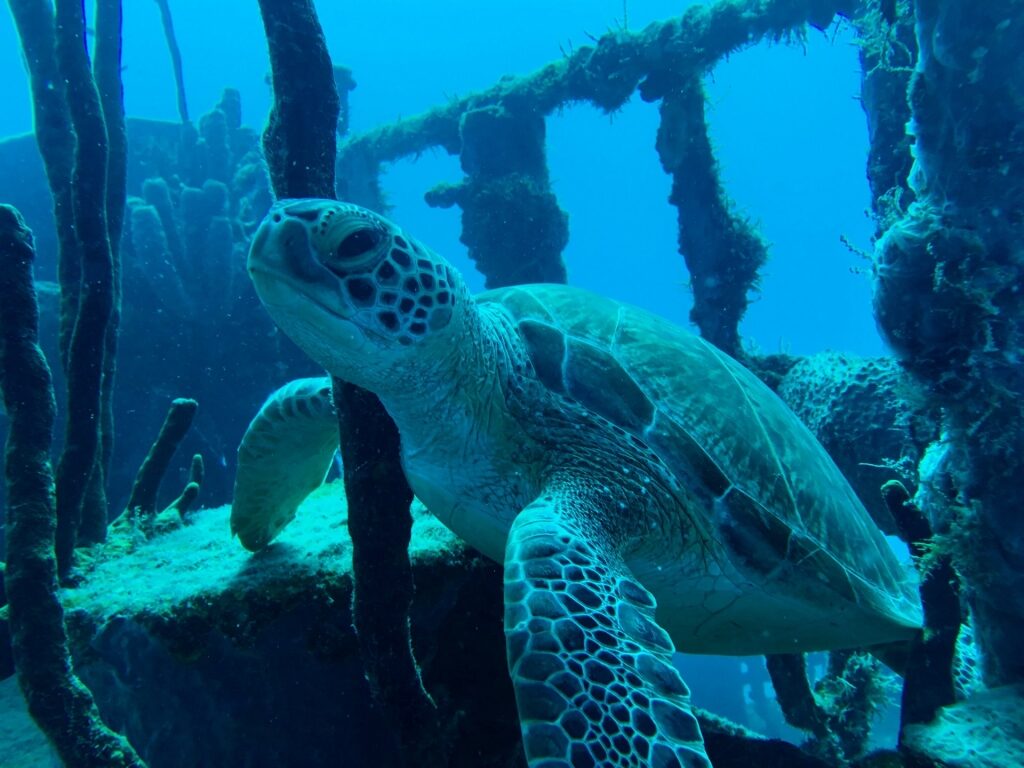 Turtle swimming along shipwreck
