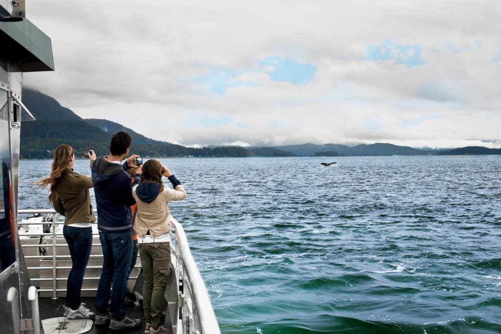 People whale-watching while on a cruise